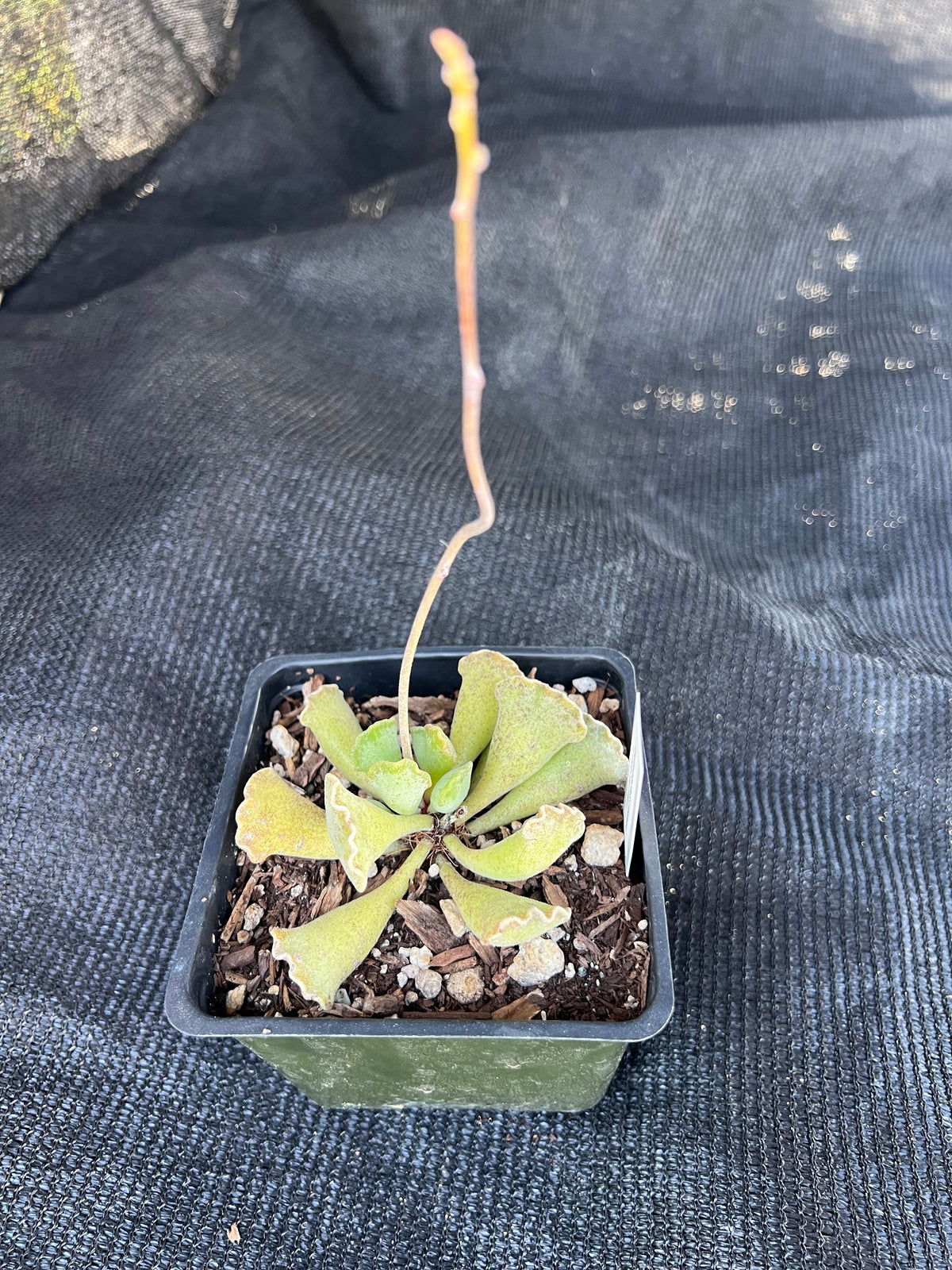 Adromischus cristatus 'Crinkle-leaf Plant'