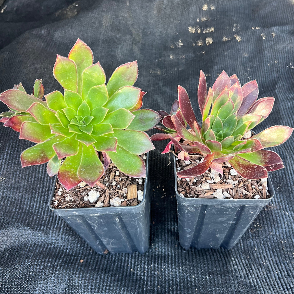 Aeonium - maroon-tipped star