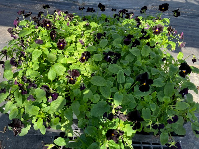Viola cornuta - Back to Black Violas