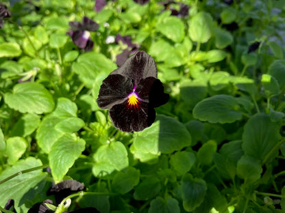 Viola cornuta - Back to Black Violas