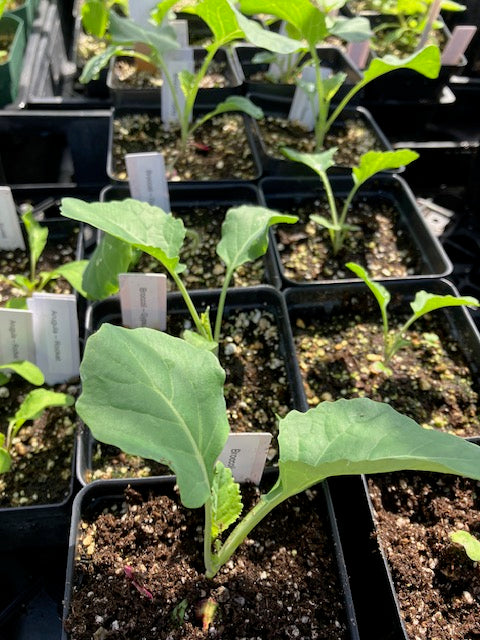 Broccoli - Gypsy (Hybrid)