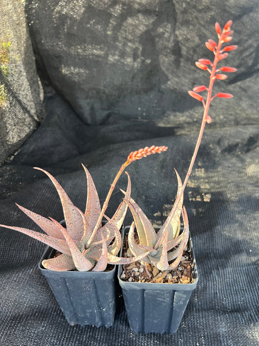 Aloe 'Pink Blush'