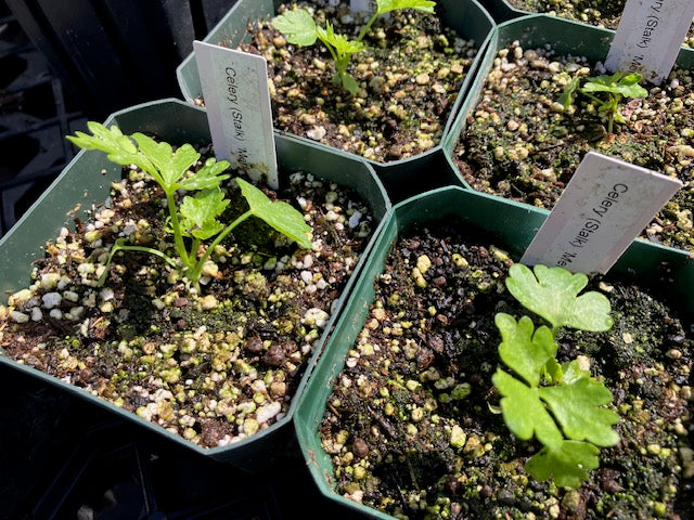 Celery (Stalk) - 'Merlin'