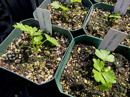 Celery (Stalk) - 'Merlin'