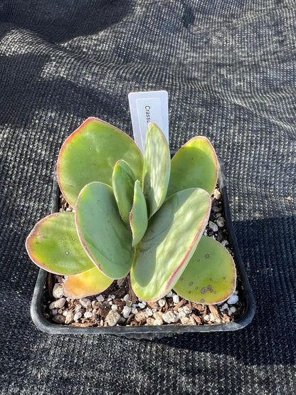 Crassula cotyledonis