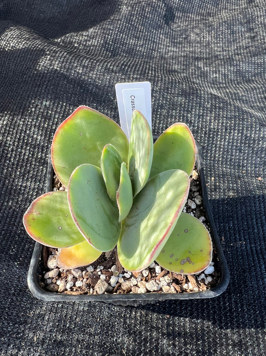 Crassula cotyledonis