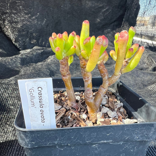 Crassula ovata - 'Gollum'