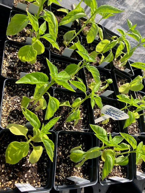 Ocimum basilicum - Italian Sweet Basil