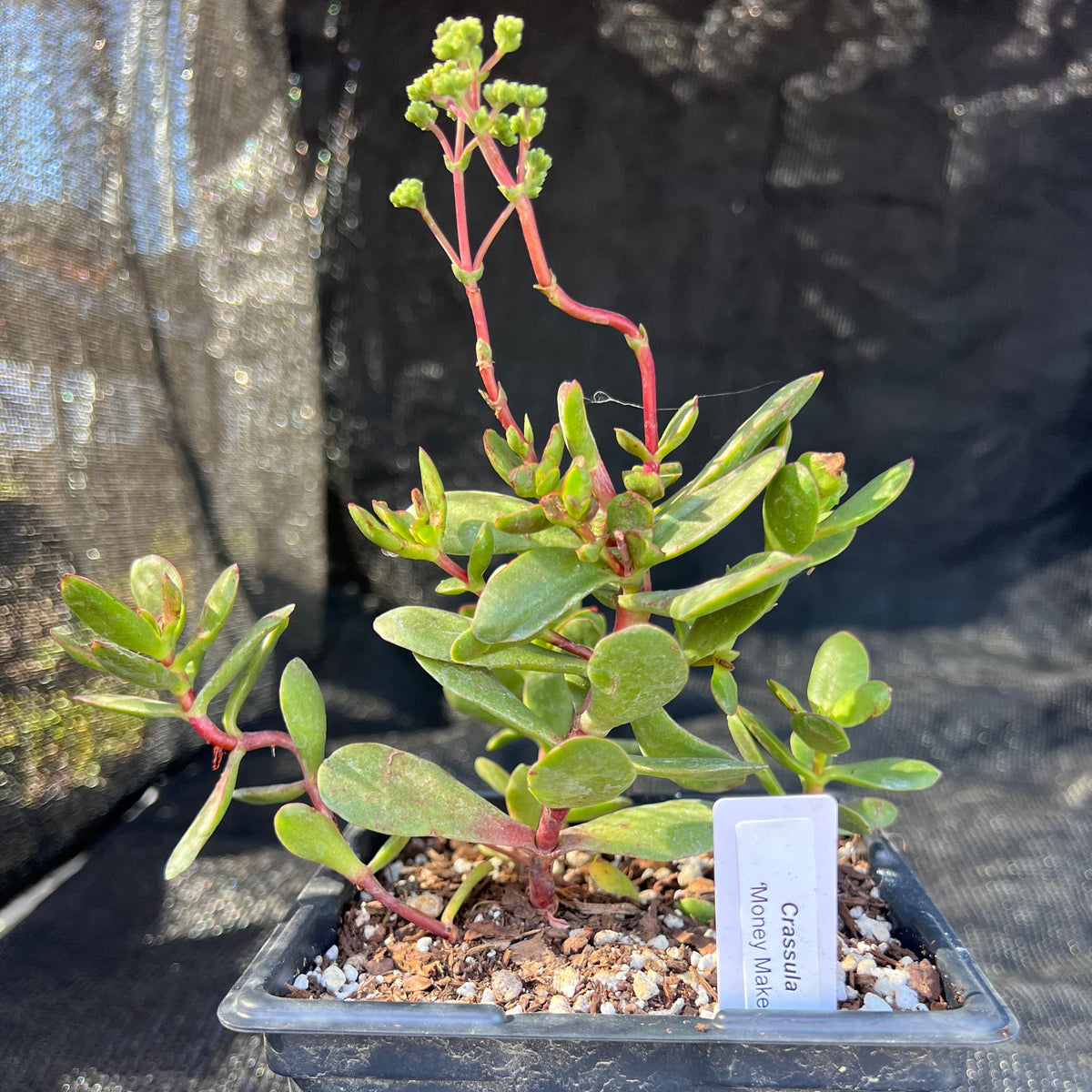 Crassula sp - 'Money Maker'