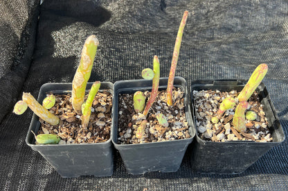Curio articulatus 'Candle Plant'