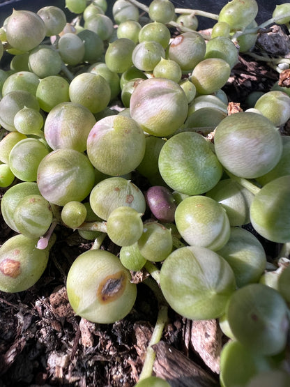 Curio rowleyanus f. variegatus - Variegated String of Pearls