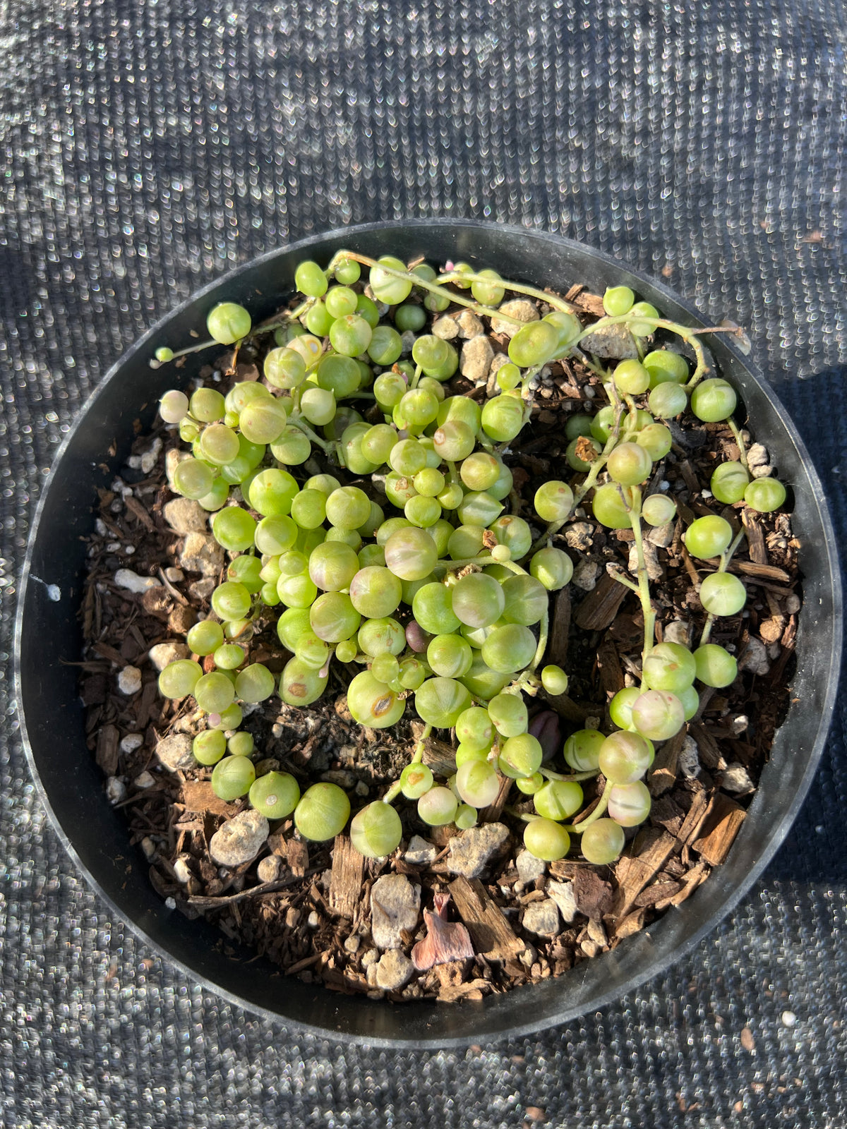 Curio rowleyanus f. variegatus - Variegated String of Pearls