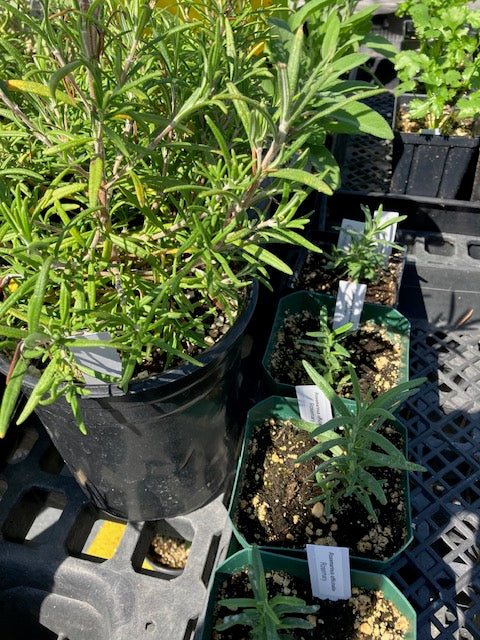 Rosemarinus officinalis-  Rosemary