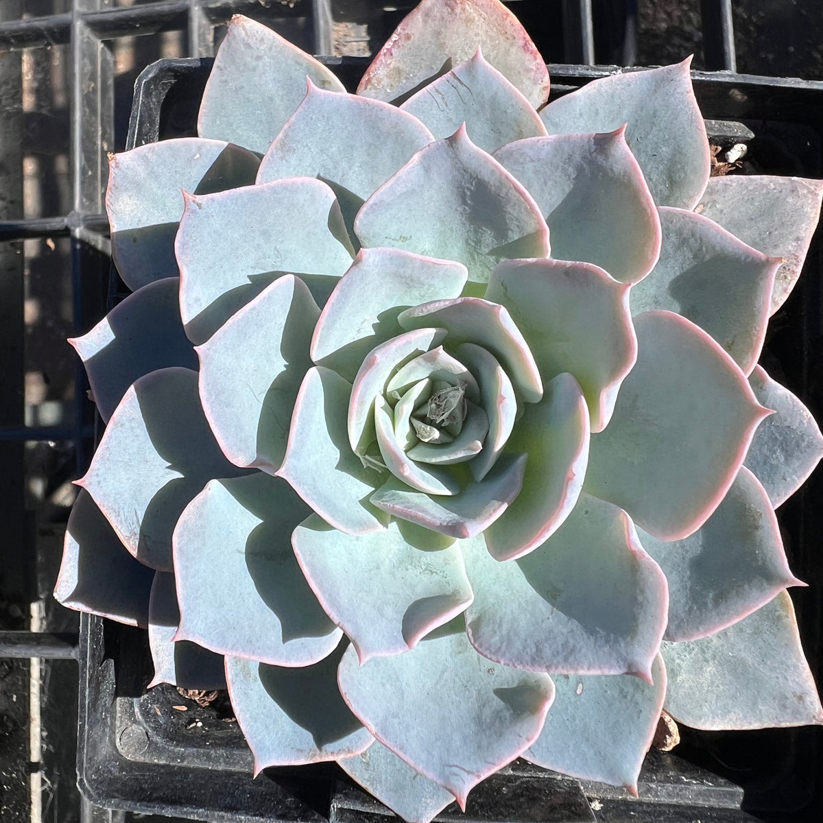 Echeveria - lce blue rosette