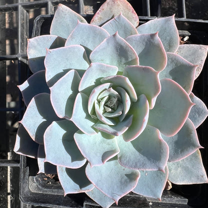 Echeveria - lce blue rosette