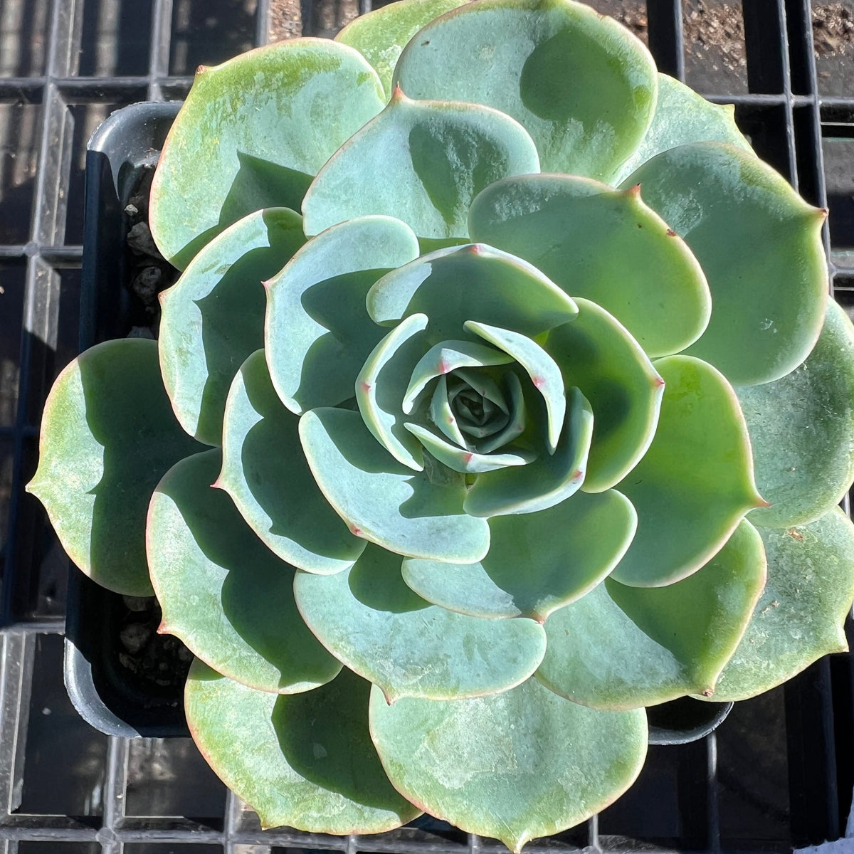 Echeveria - 'Blue Hens and Chicks'