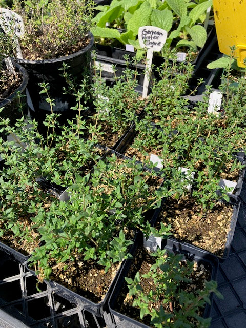 Thymus vulgaris - Winter Thyme