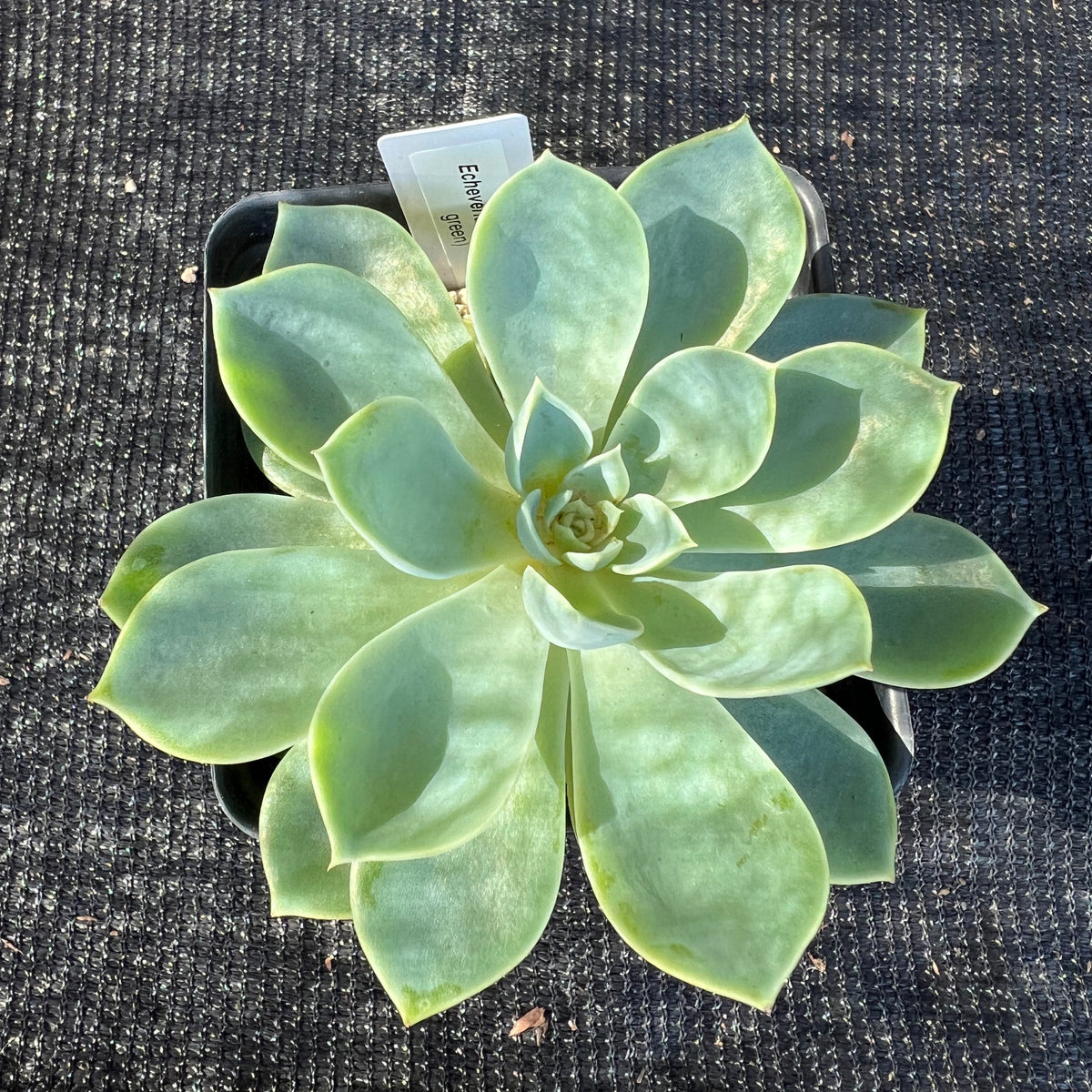 Echeveria - blue-green, large rosette