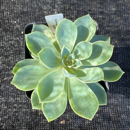 Echeveria - blue-green, large rosette