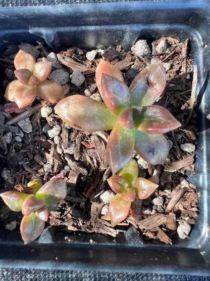 Echeveria compressicaulis