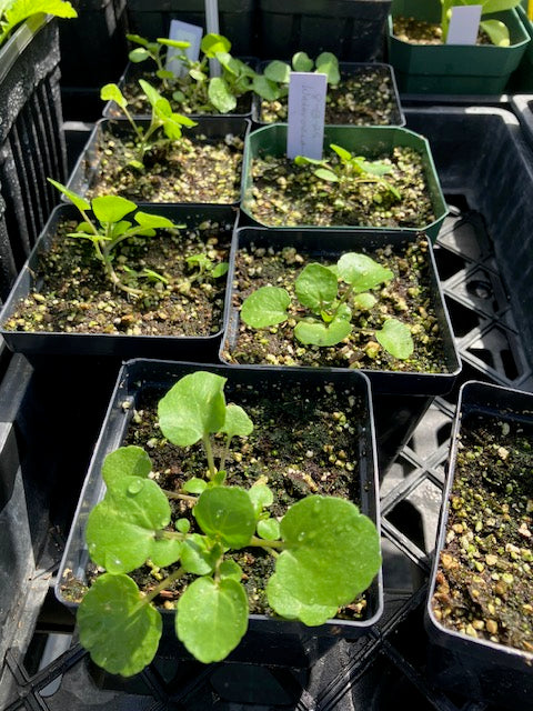 Nasturtium officinale - English Watercress