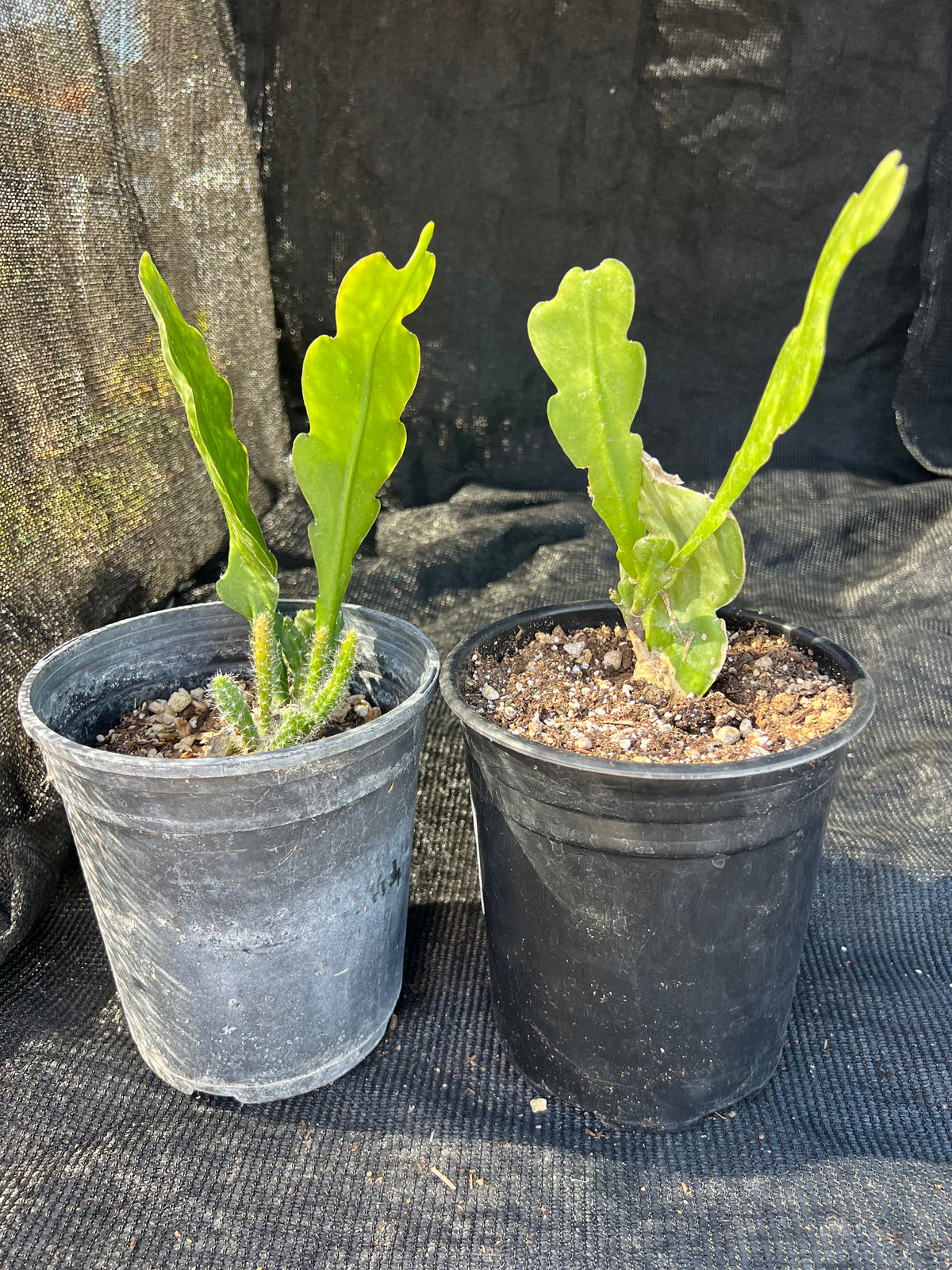 Epiphyllum crenatum - 'Crenate Orchid Cactus'