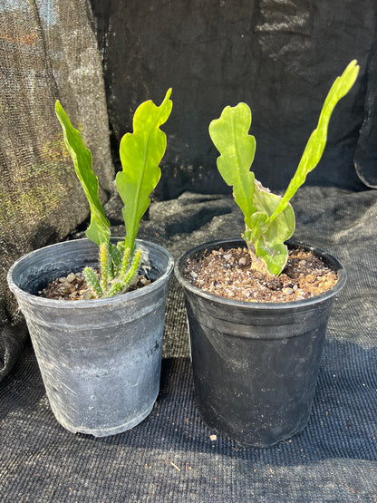 Epiphyllum crenatum - 'Crenate Orchid Cactus'
