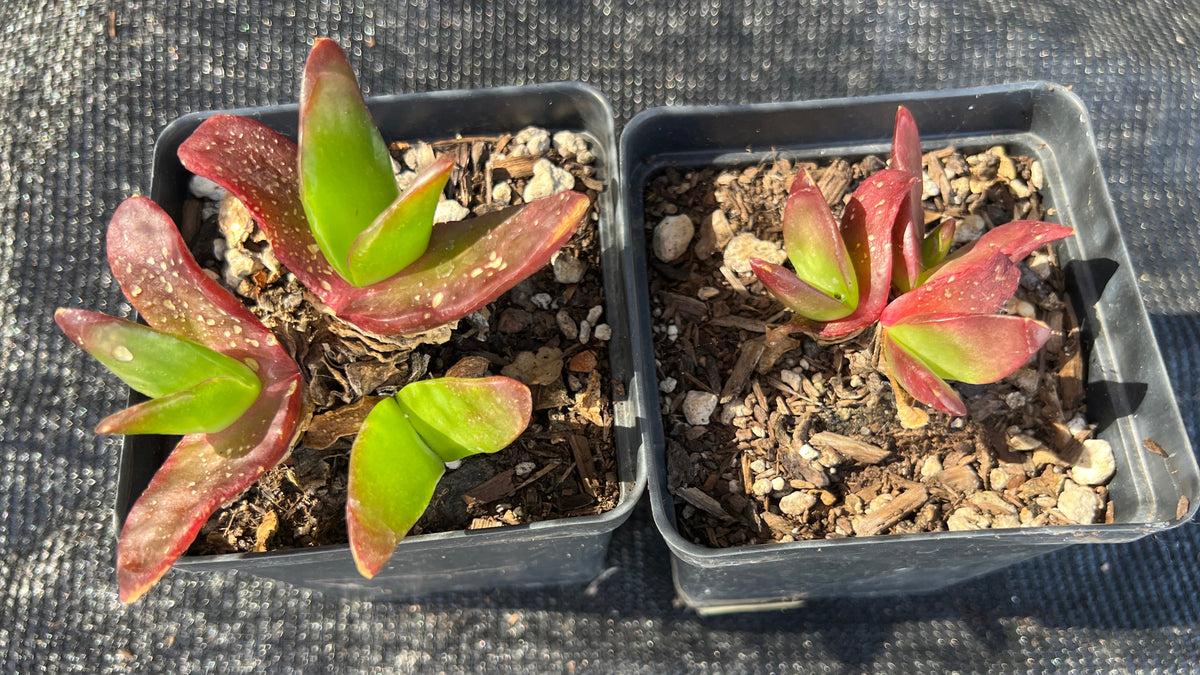 Glottiphylum longum - Tongue-leaf Plant
