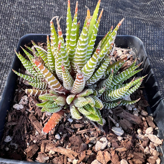 Haworthiopsis attenuata - 'Zebra Plant'