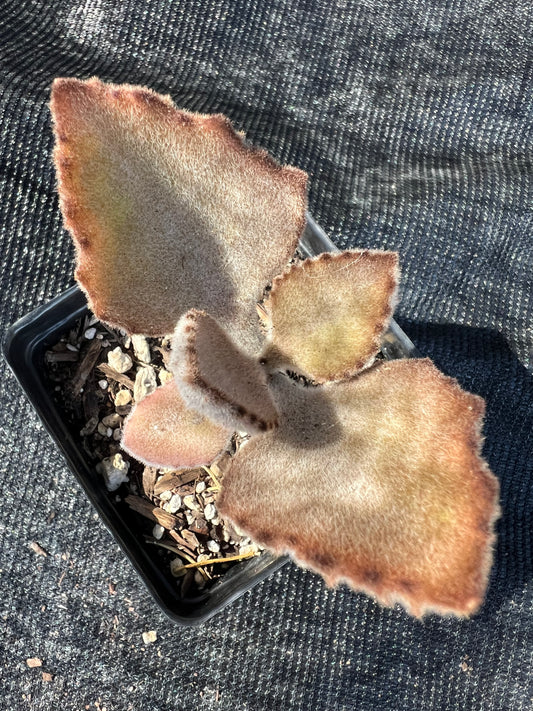 Kalanchoe beharensis - 'Fang'