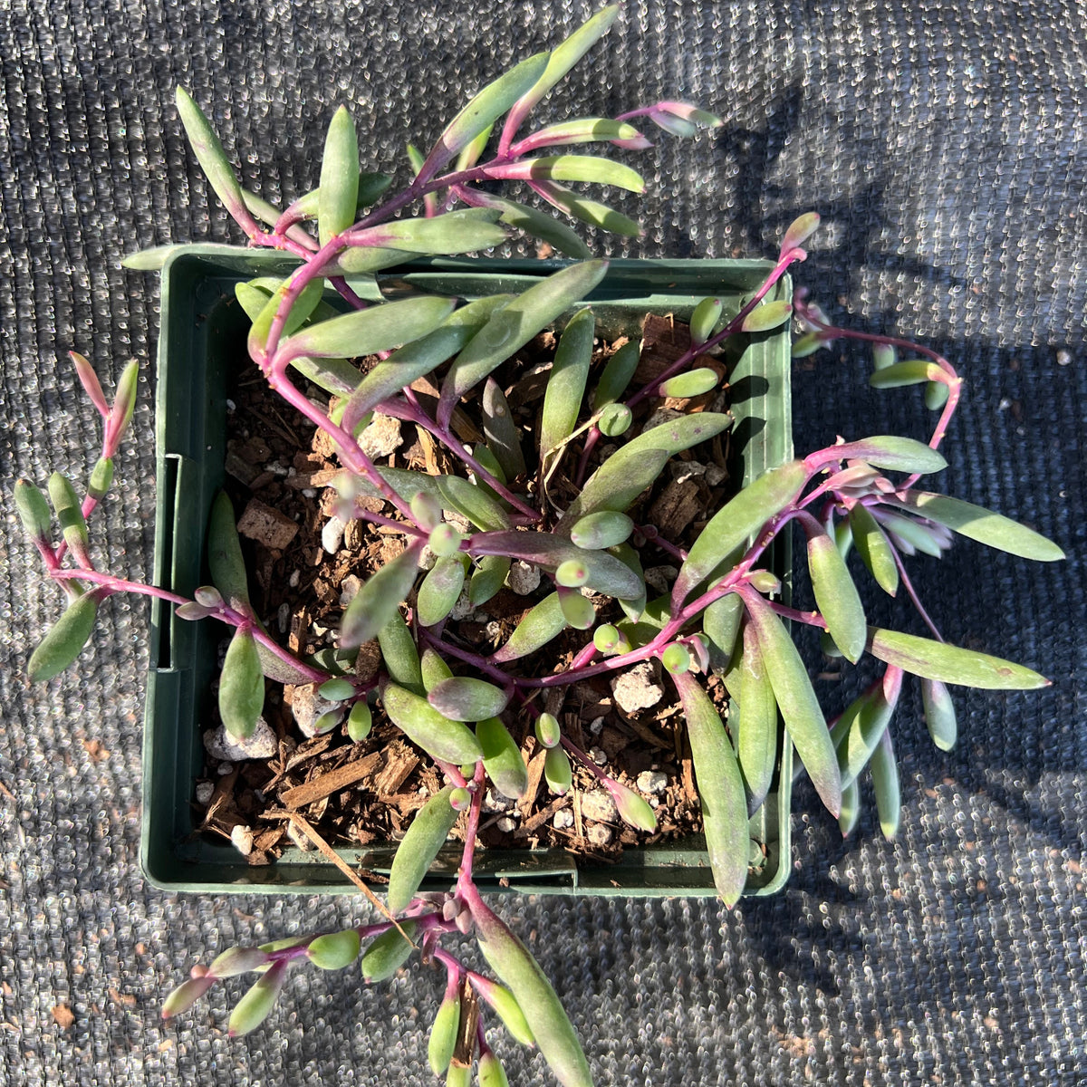 Othonna capensis - 'Ruby Necklace'