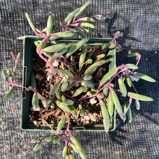 Othonna capensis - 'Ruby Necklace'