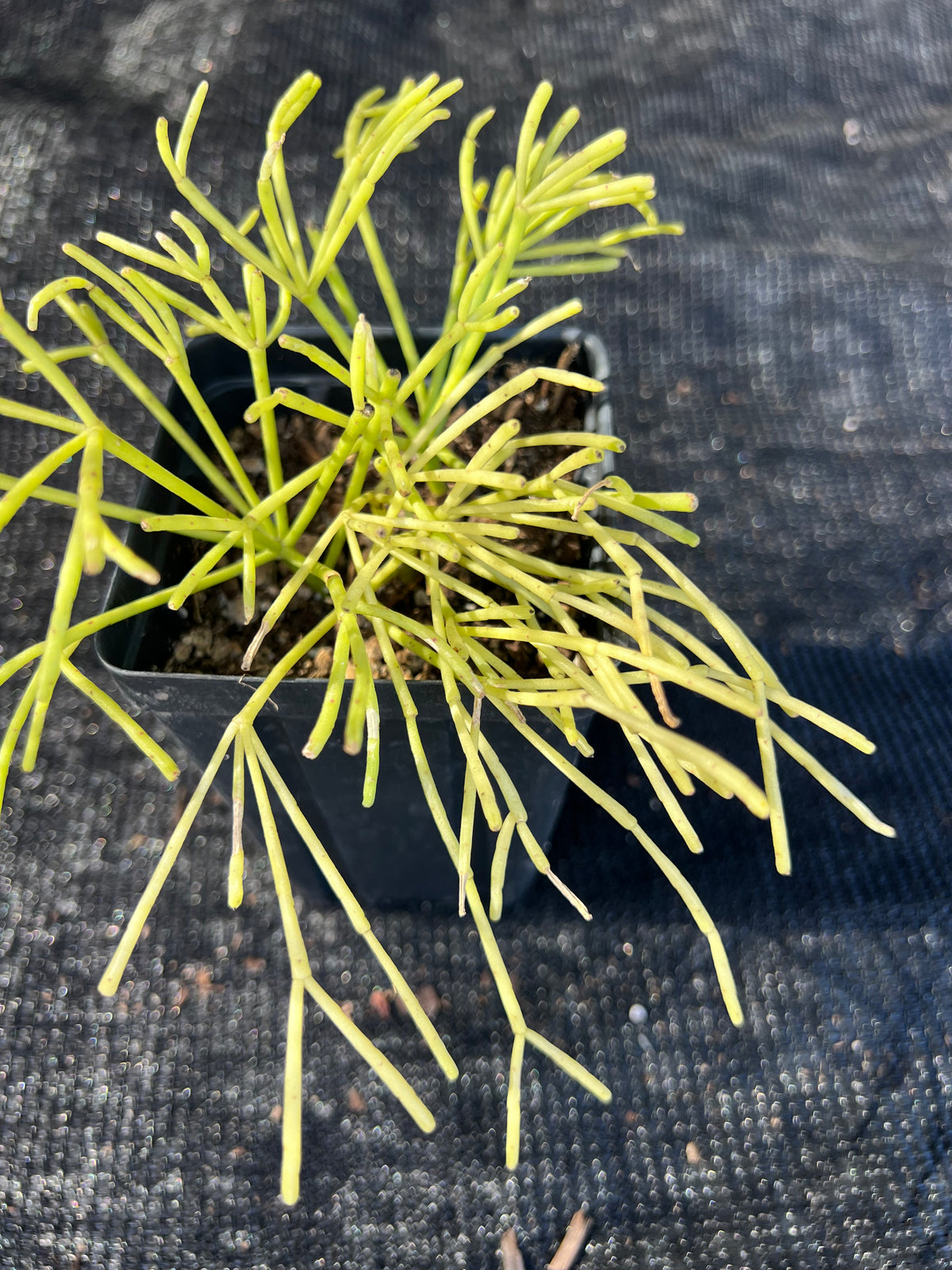 Rhipsalis baccifera - Mistletoe Cactus