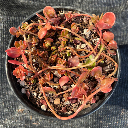 Sedum tectractinum - 'Coral Reef'