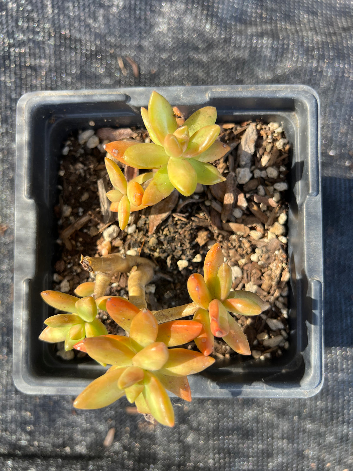 Sedum nussbaumerianum - 'Coppertone stonecrop'