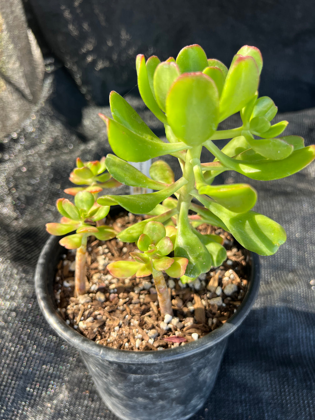 Sedum dendroideum - Tree Stonecrop