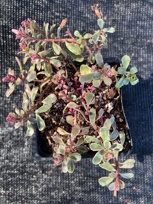 Sedum spurium - 'Tricolor'