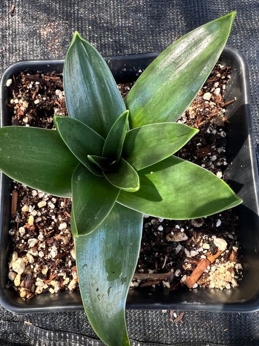 Scilla peruviana - Giant Squill
