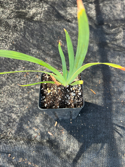 Iris douglasiana - Douglas Iris