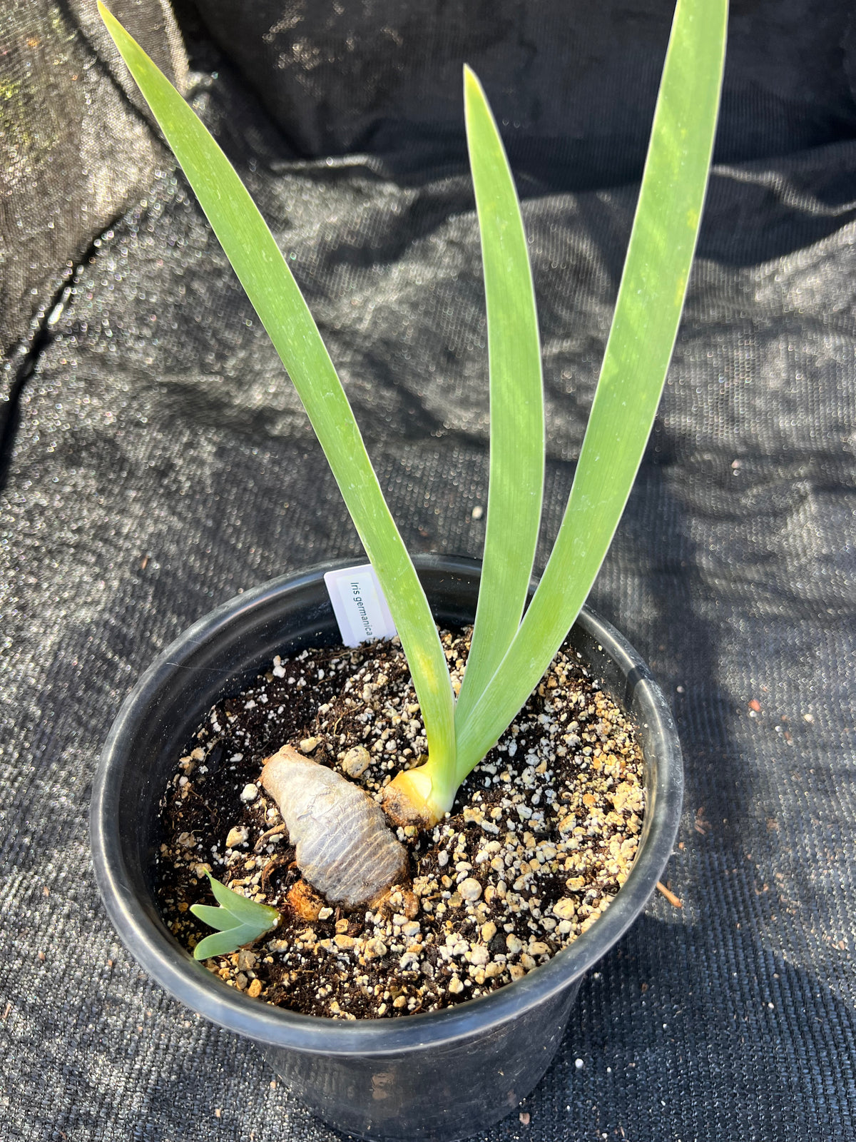 Iris germanica - 'Batik' Bearded Iris