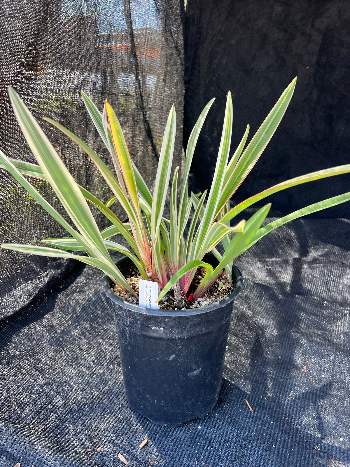 Dianella tasmanica 'Variegata' - Variegated Tasman Flax Lily