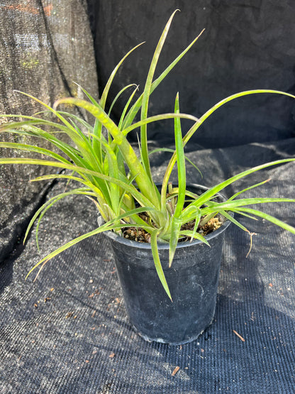 Billbergia nutans - Queens Tears, Friendship Plant