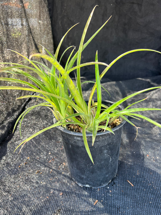 Billbergia nutans - Queens Tears, Friendship Plant