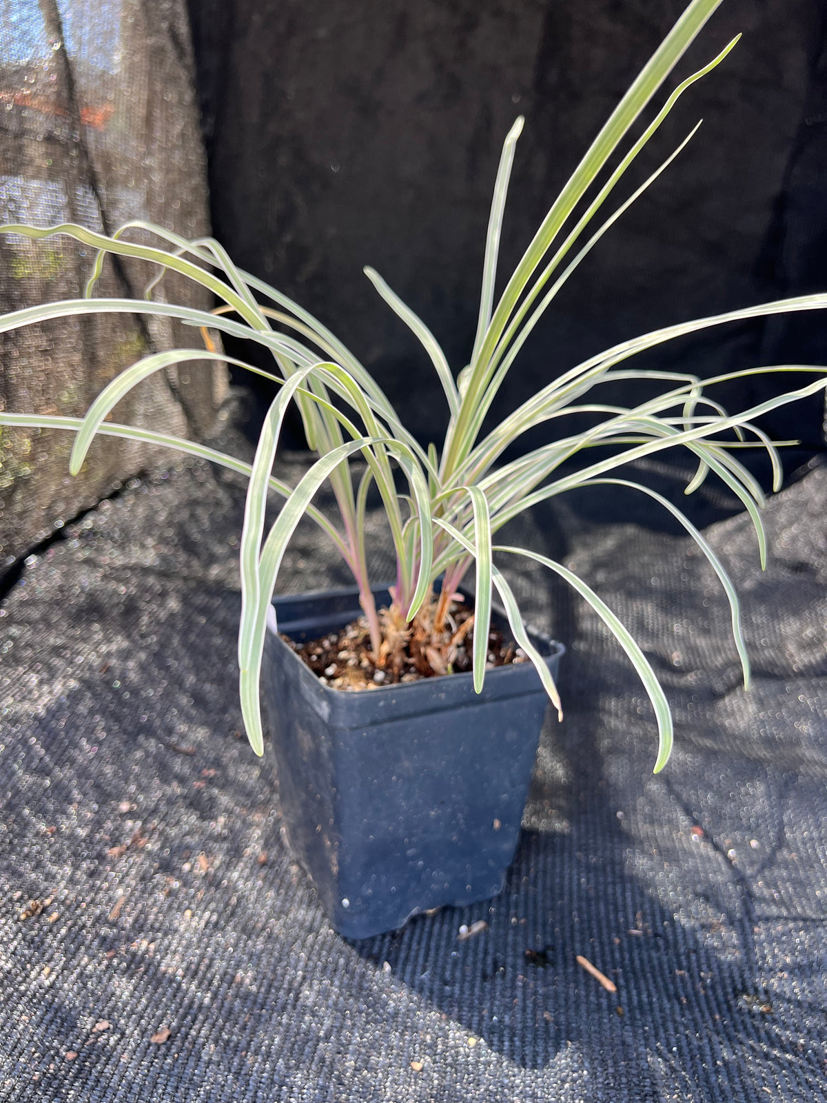 Tulbaghia 'Silver Lace'- Variegated Society Garlic