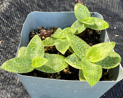 Ledebouria socialis  -  Green Squill