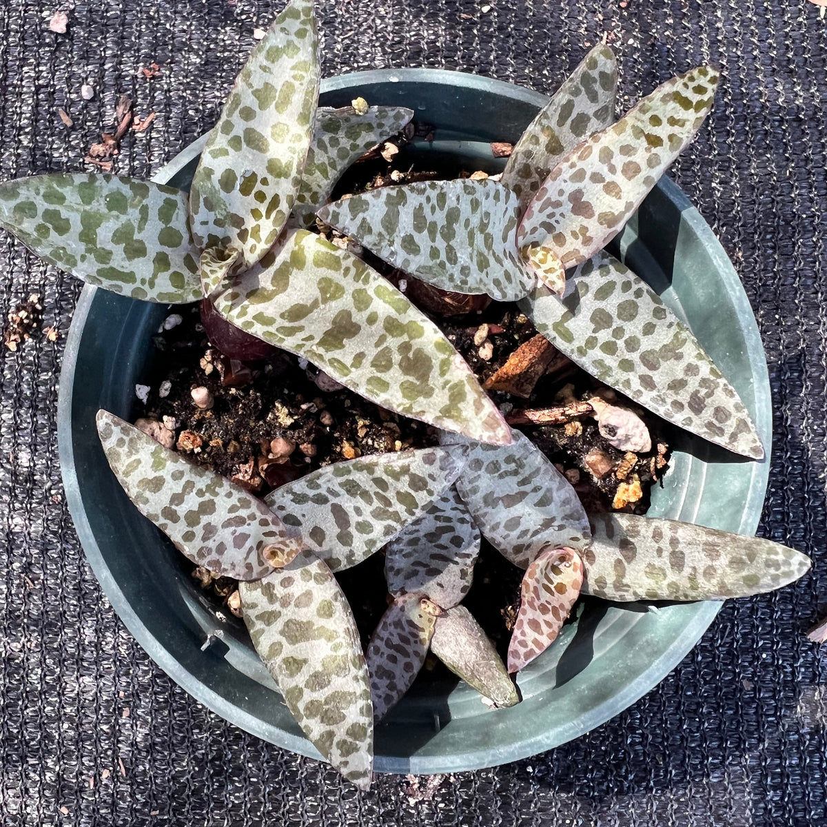 Ledebouria socialis ('Leopard lily') -  Silver squill, Wood hyacinth