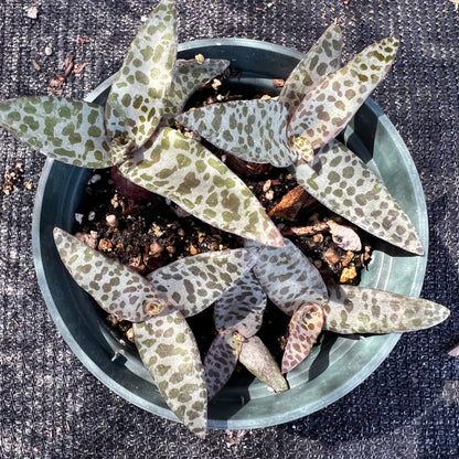Ledebouria socialis ('Leopard lily') -  Silver squill, Wood hyacinth