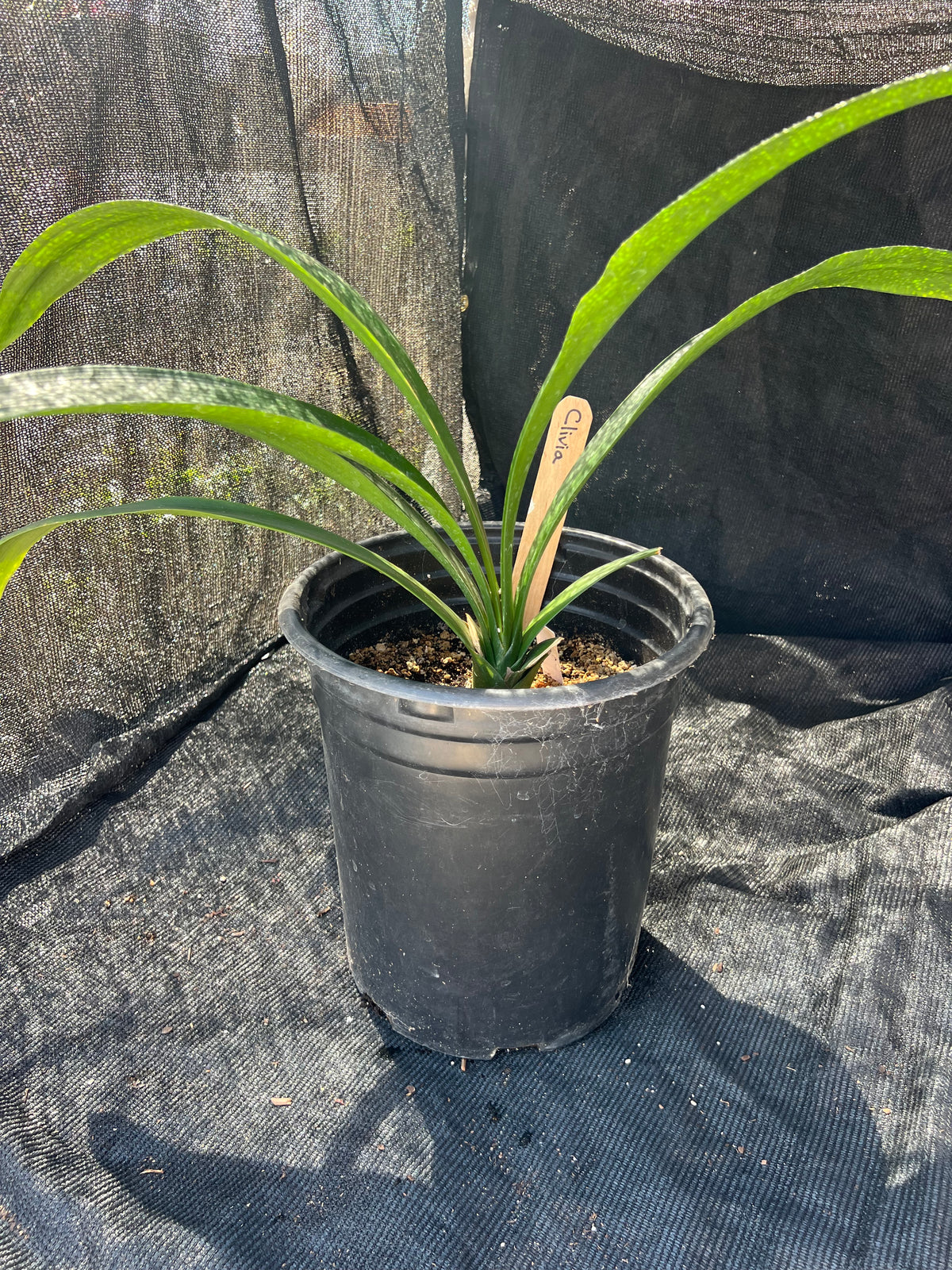 Clivia miniata - Reddish-orange