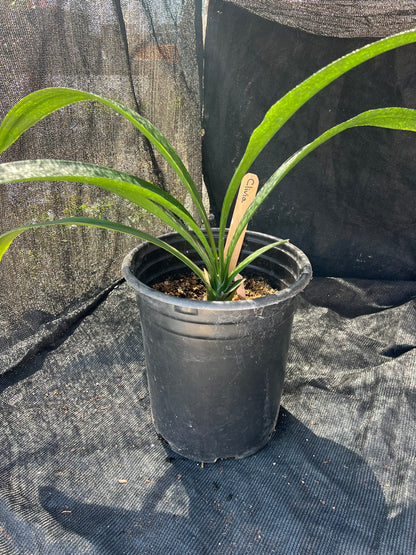 Clivia miniata - Reddish-orange