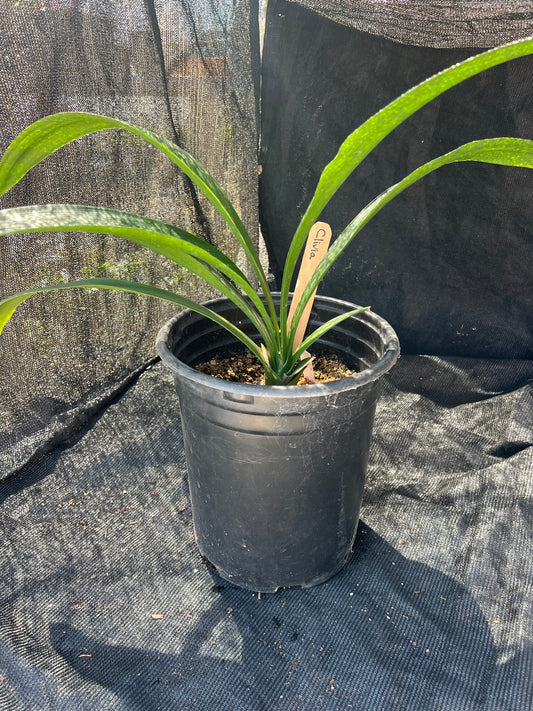 Clivia miniata - Reddish-orange